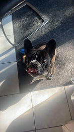 a French bulldog drooling for his treat