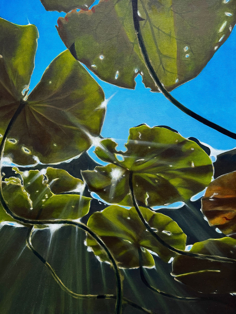 Waterlillies
