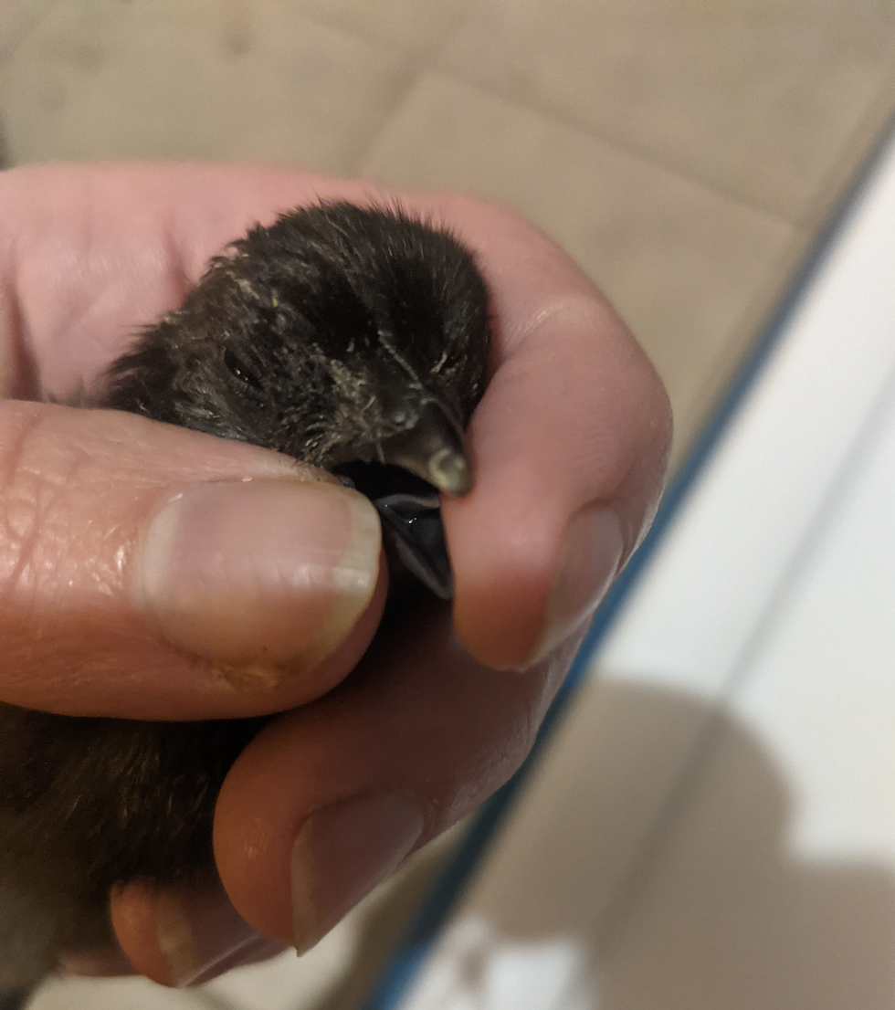 Thumbnail: Ayam Cemani Chicks 