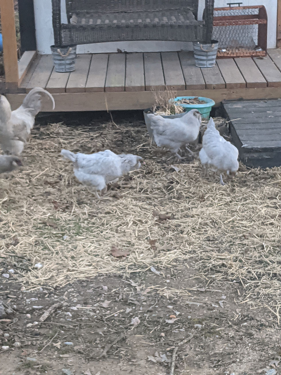 Thumbnail: Self Blue Ameraucana Hatching Eggs (12)