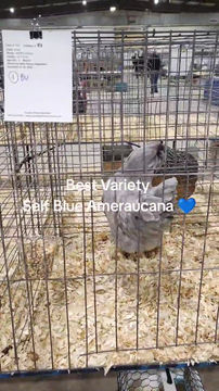 Thumbnail: Self Blue Ameraucana day old chick