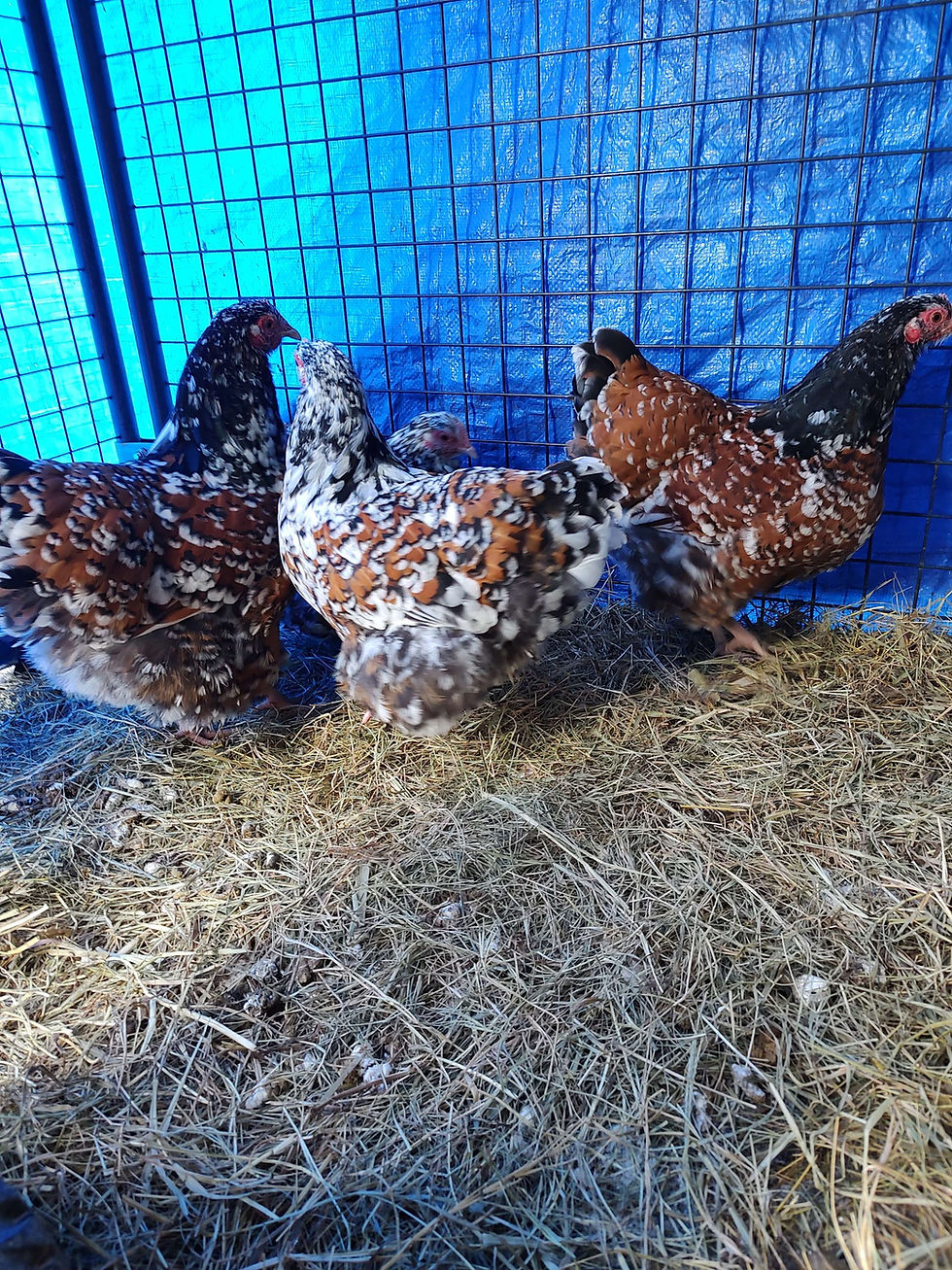 Thumbnail: Calico Orpington  day old chick