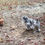 Thumbnail: Lavender Mottled Brahma Chicks and Split for mottled black and lavender Brahma 
