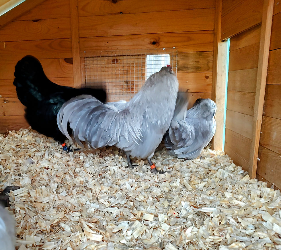 Thumbnail: Bantam Self Blue Ameraucana 