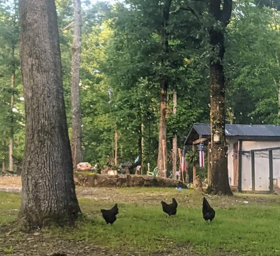 Thumbnail: Ayam Cemani Chicks 