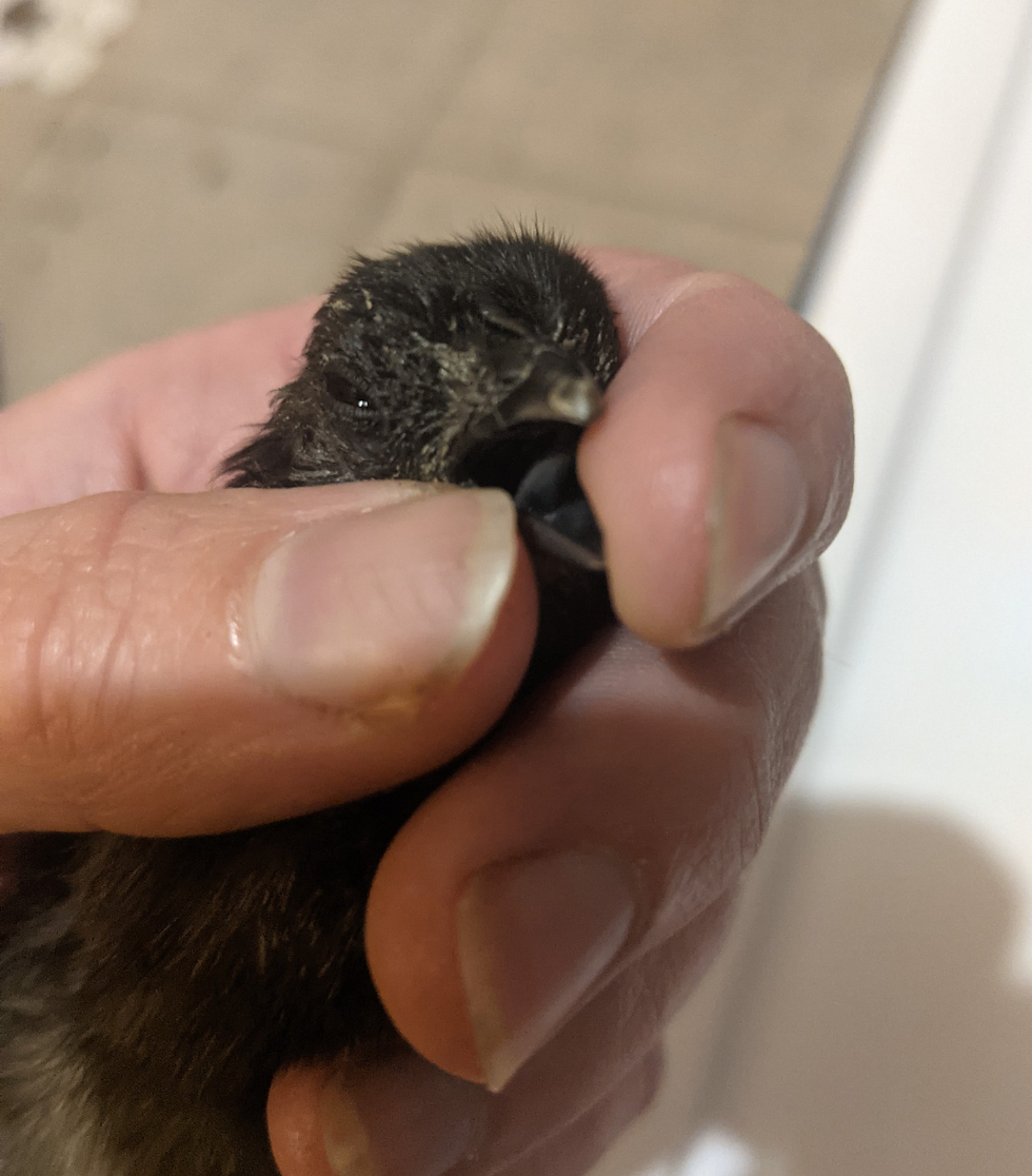 Thumbnail: Ayam Cemani Chicks 
