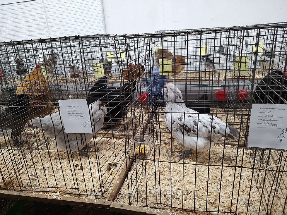 Thumbnail: Splash Ameraucana day old chick