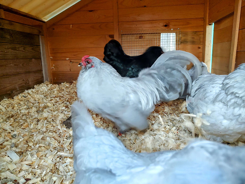 Thumbnail: Bantam Self Blue Ameraucana Hatching Eggs (12)