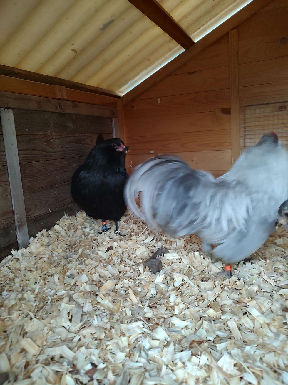 Thumbnail: Bantam Self Blue Ameraucana Hatching Eggs (12)