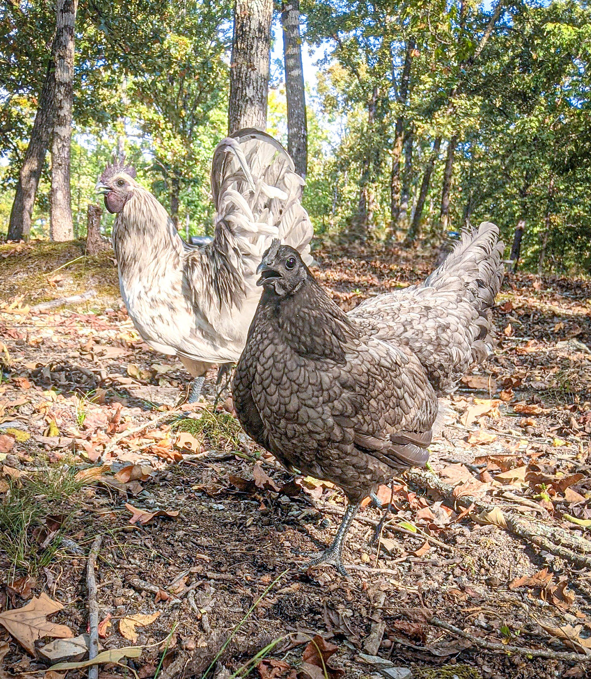 Valkyrie Egger (12) Eggs