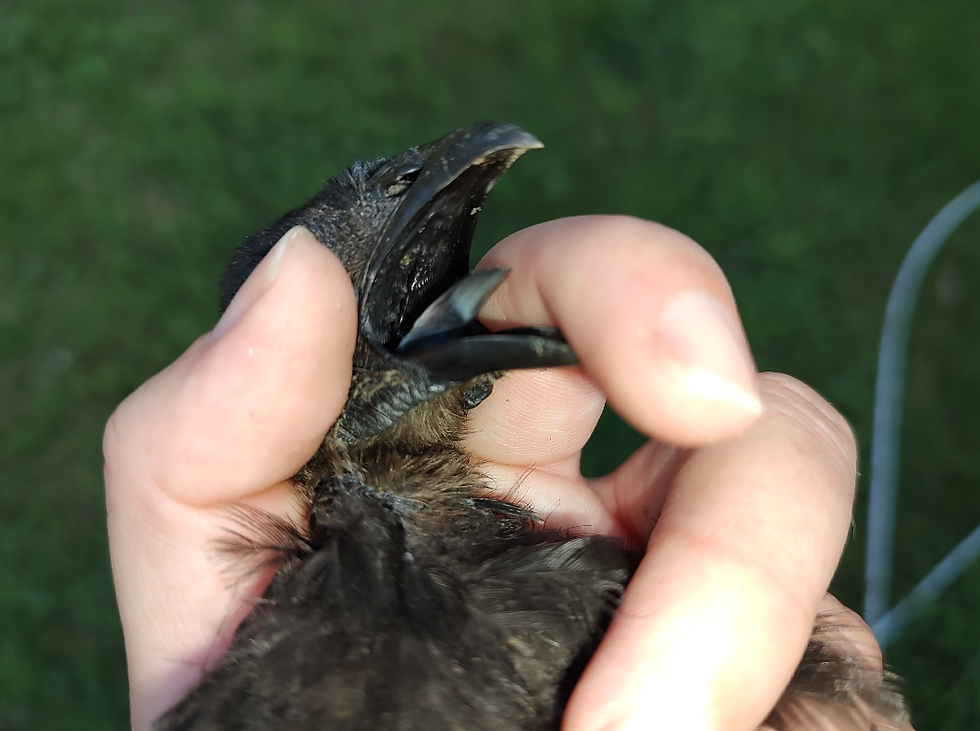 Thumbnail: Ayam Cemani Chicks 