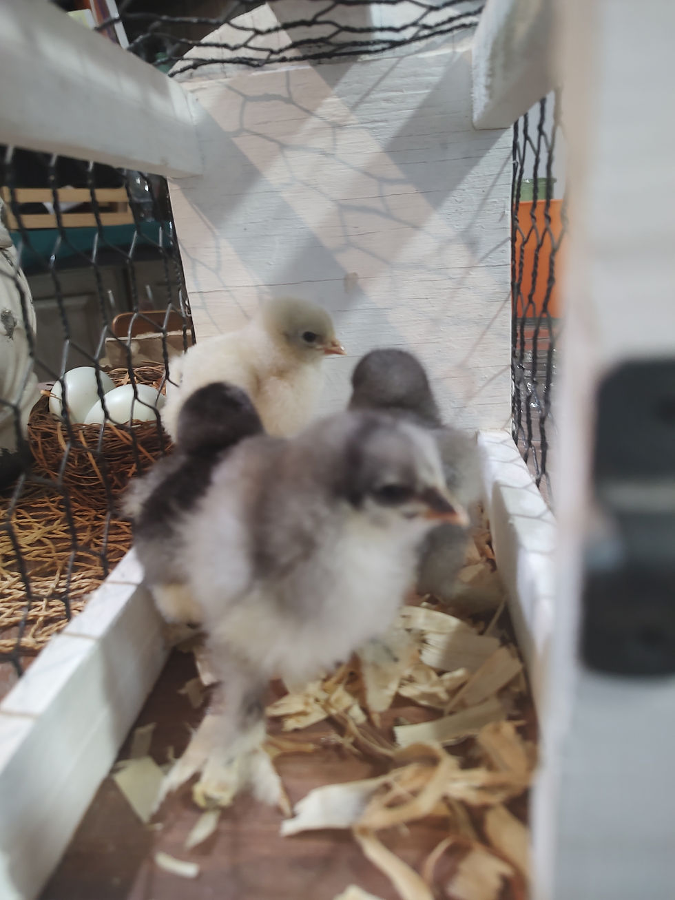 Thumbnail: Blue, Black and Splash Brahma Chicks 