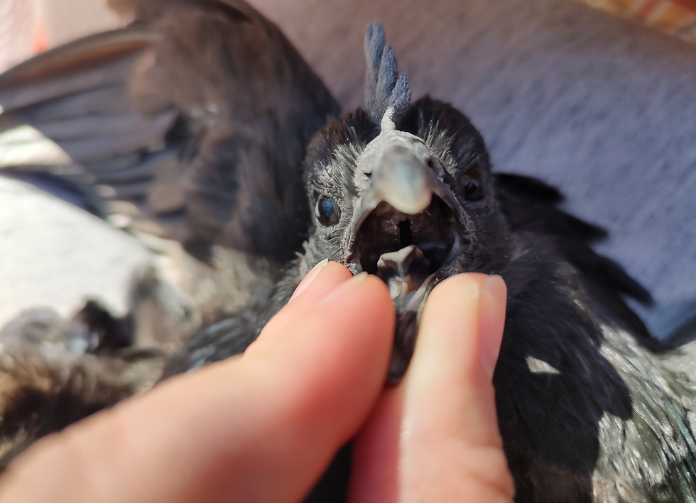 Thumbnail: Ayam Cemani Chicks 