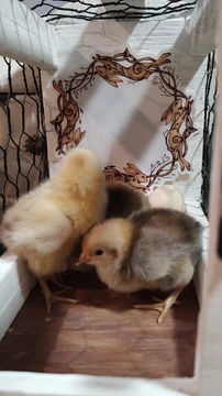 Thumbnail: Calico Orpington  day old chick