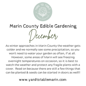 WHAT TO GROW IN DECEMBER IN THE MARIN KITCHEN GARDEN