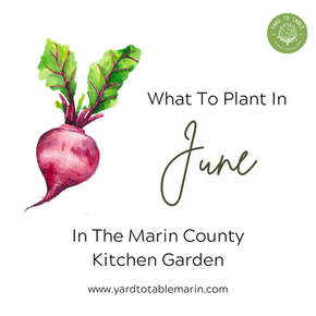 What To Plant In June in Marin County