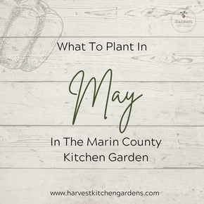 May In The Marin County Kitchen Garden