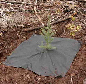 A seedling with a tree mat under it