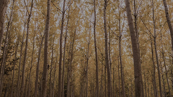 Trees in the forest, indicating a 404 error