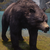 Bear.png