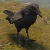 Raven.png
