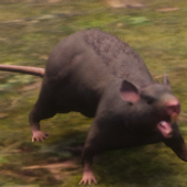 Rat.png