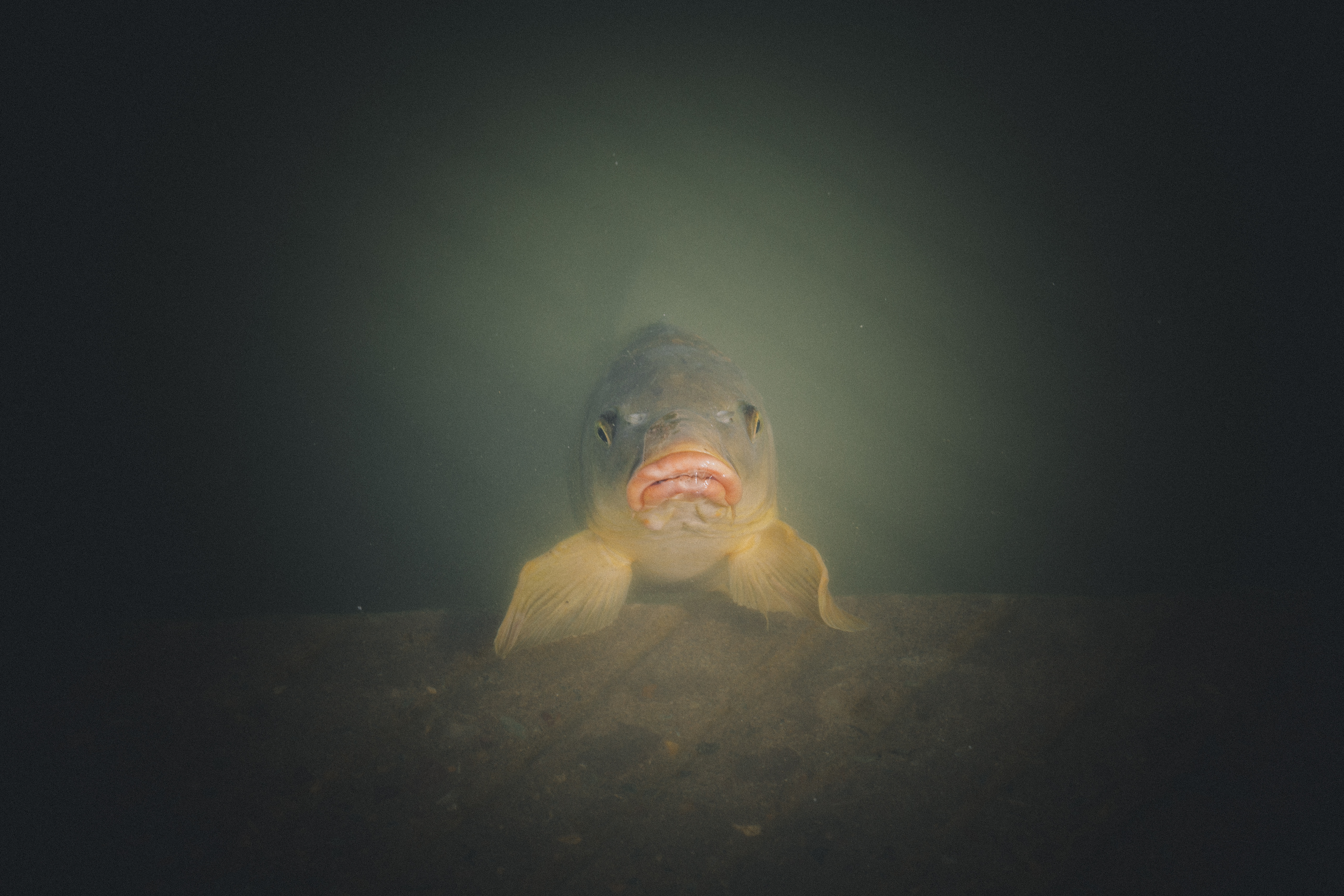 Fish Lips