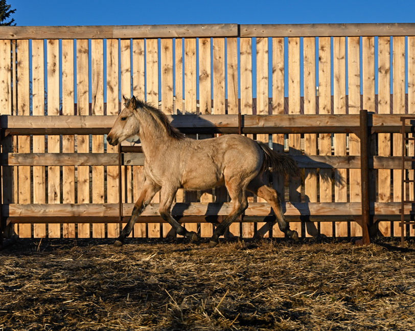 "Notorious BIG" - Buckskin 1/2 Draft Stud