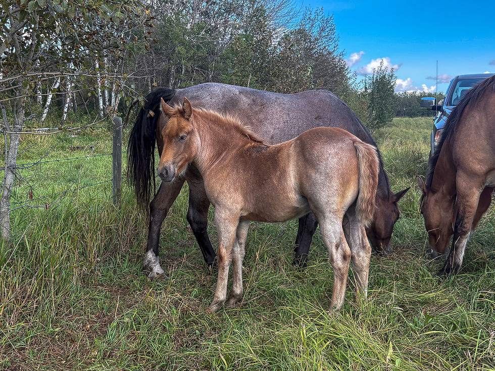 "Piglet" - 2/3 Draft Red Roan Filly