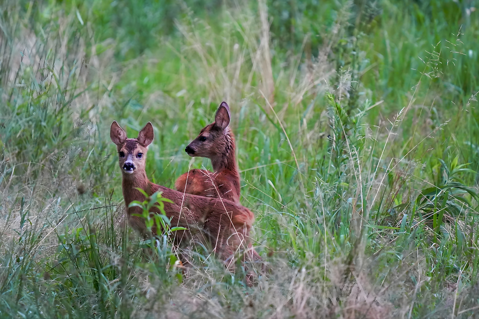 Begleit-Veranstaltung Sonderausstellung «Wild. Wald. Wir.»