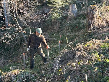 Waldrand durch Pflanzung einer Hecke aufgewertet