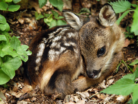 Rehkitzbergung 2026: Kostenloses Angebot für die Landwirtschaft