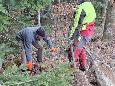 Stacheldraht und Einzelbaumschütze in der Geisshalde in Waldstatt entfernt