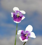 Purple flower