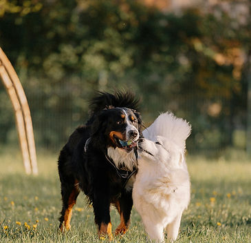 La vie au Dog Pawlace harmonie congénères
