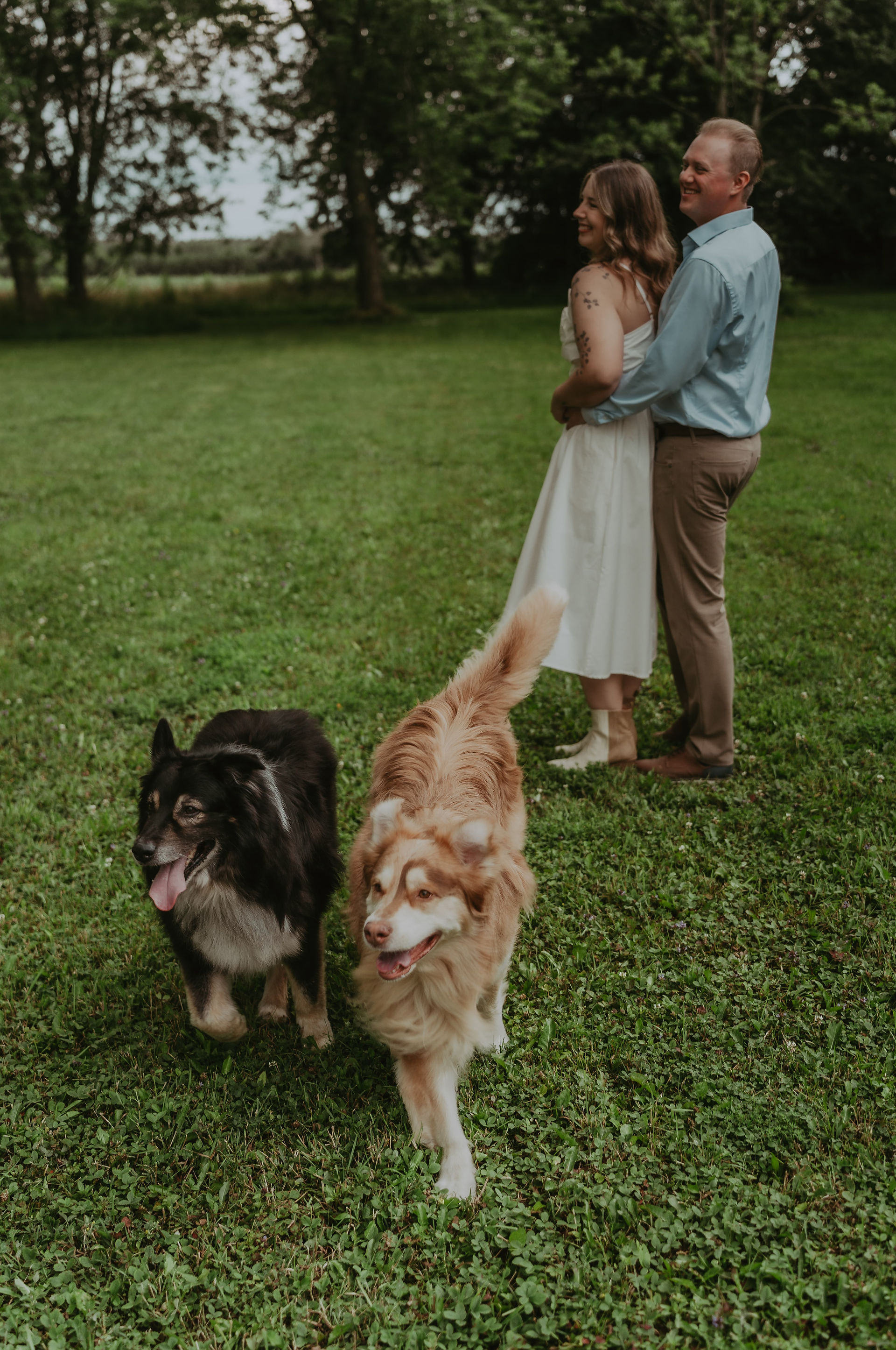 Outdoor engagement photo of couple walking their dog across open green farmland in Orangeville.