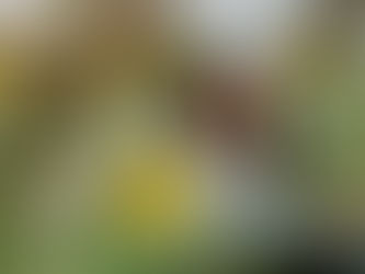 Sunflower Engagement Photos In Mississauga