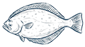 Delicate Halibut.png