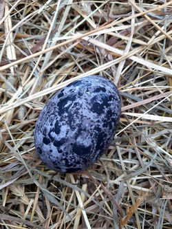 Cayuga Duck egg