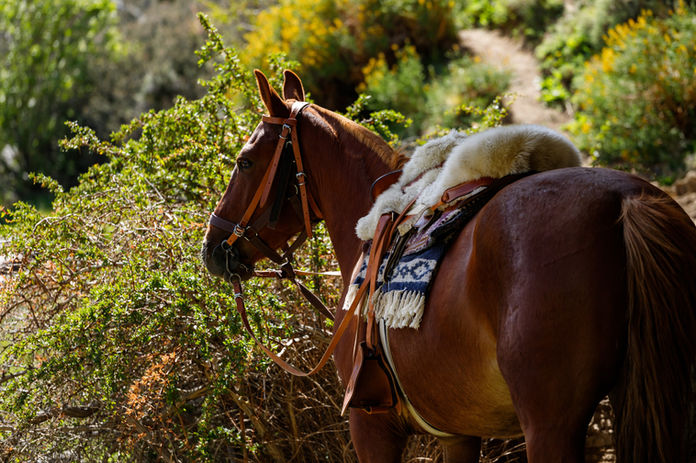 cabalgatas en calafate