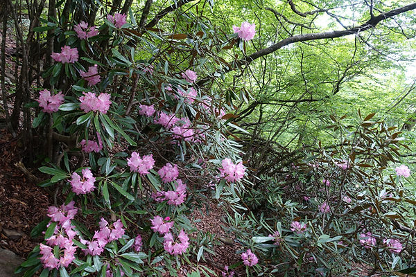 8石楠花.jpg