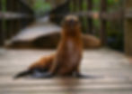 Close-up view of a sea lion resting on a rocky shore