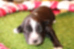 BLACK BI FEMALE 1 WEEK