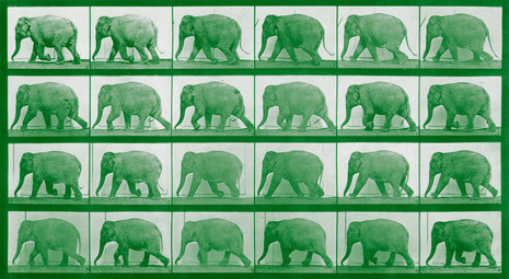 'Elephants'