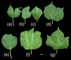תמונות מעובדות למאמר מדעי