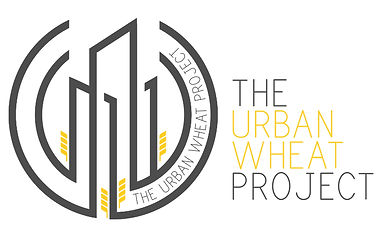 Urban Wheat Project, DMM, discipleship, harvest