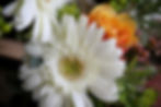 white flowers.jpg