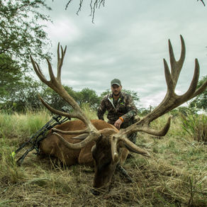 Hunter with a free-range red stag taken during the Brama in La Pampa, Argentina