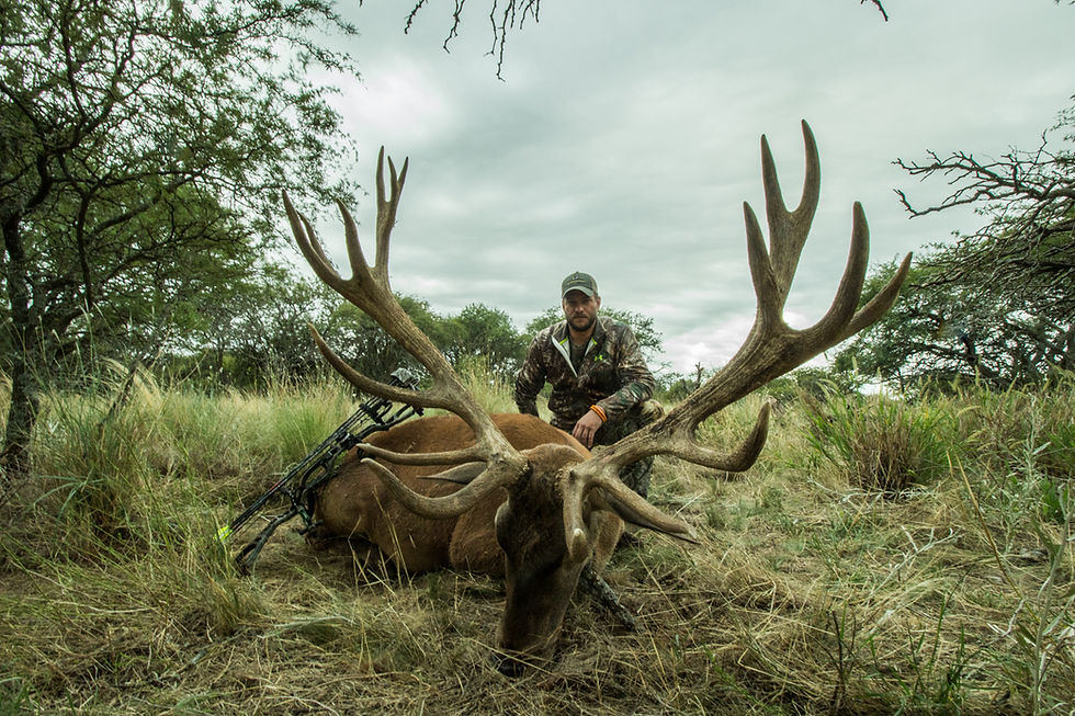 Hunter with a free-range red stag taken during the Brama in La Pampa, Argentina
