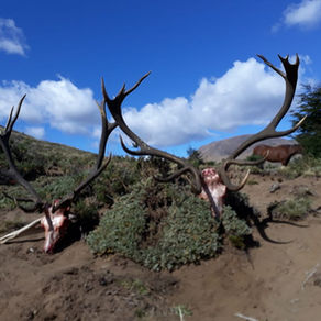 Free-range red stag taken on open country in Argentina, no fence in sight